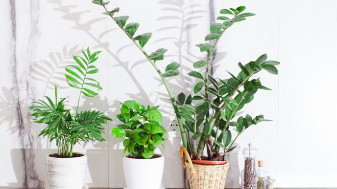 Prítomnosť týchto štyroch rastlín vo vašom domove vám prinesie šťastie
