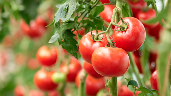 Túžite po sladkých paradajkách