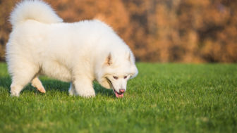 Prečo pes žerie trávu