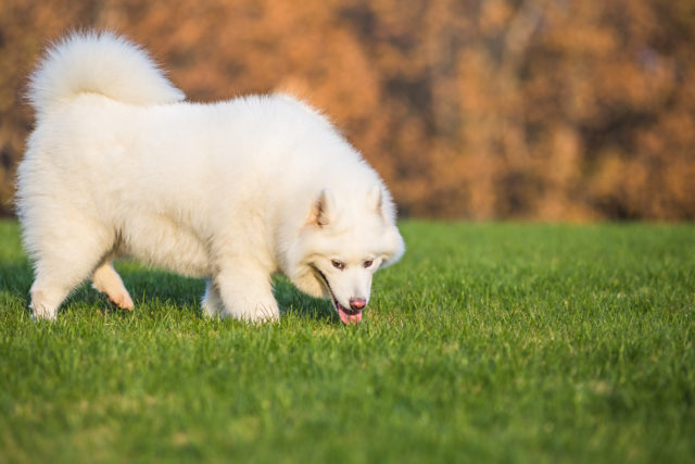 Prečo pes žerie trávu