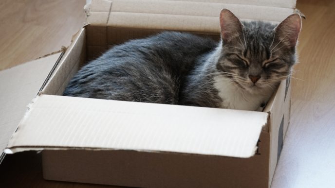 mačka v krabici