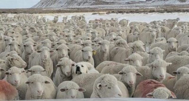 Dokážete na obrázku stáda oviec nájsť psa?