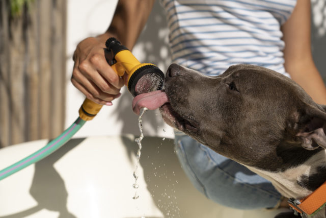 pes pije vodu
