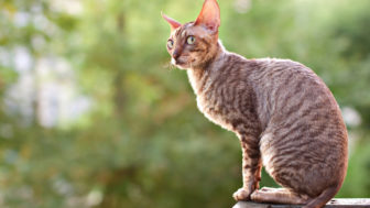 cornish rex