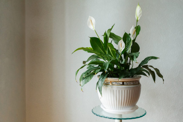 Spathiphyllum