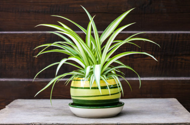 Chlorophytum