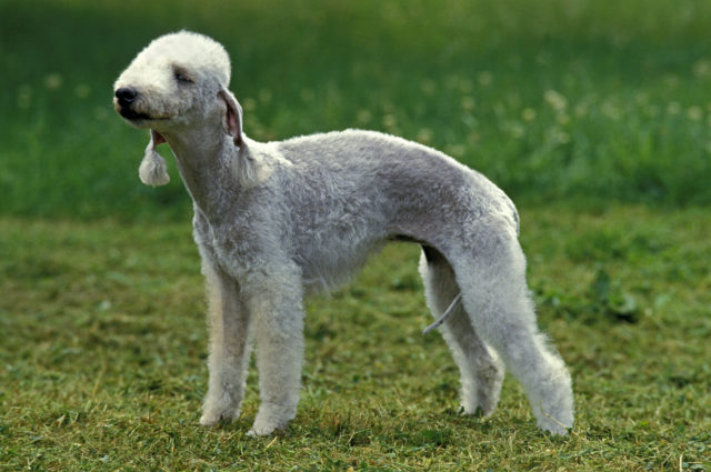 Bedlington teriér