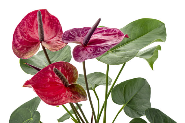 Anthurium andraeanum