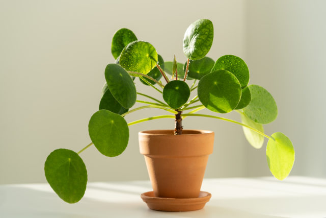 pilea