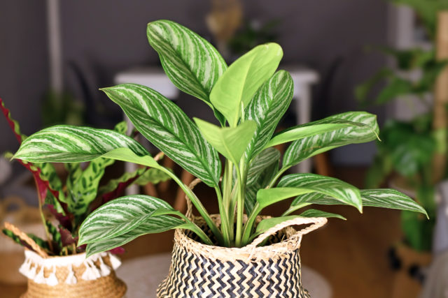 Aglaonema