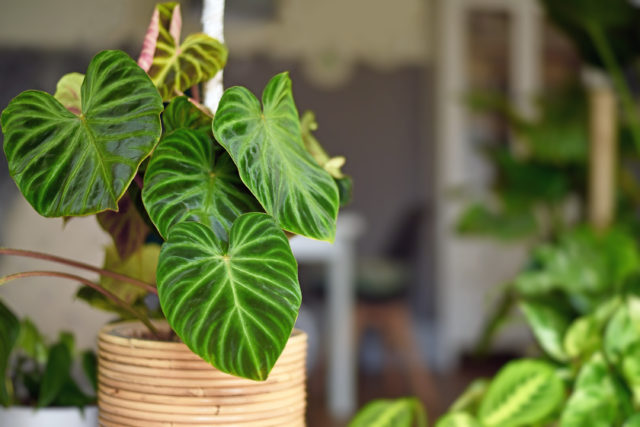 Philodendron