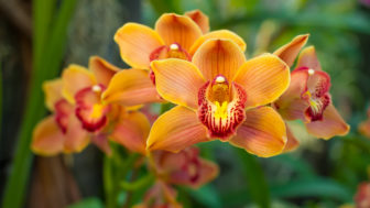 phalaenopsis orchidea