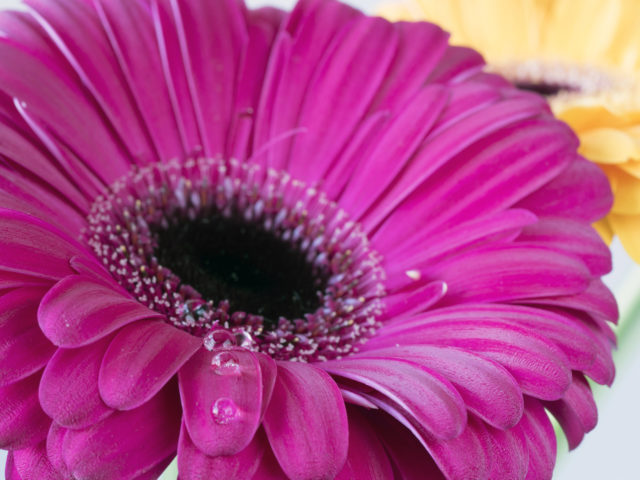 Gerbera jamesonii