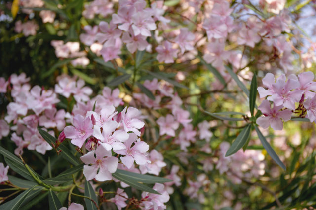 oleander