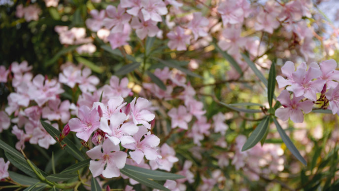 oleander