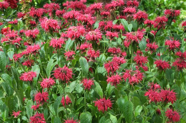 monarda