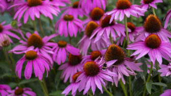 Echinacea