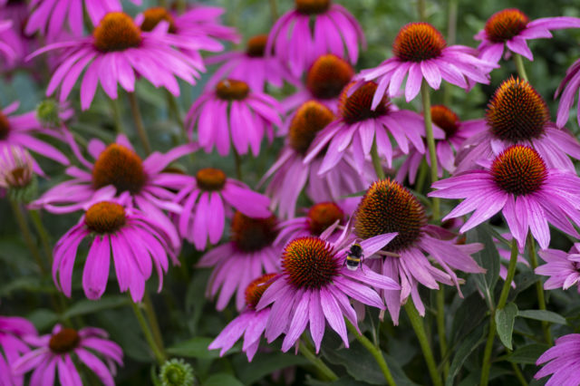 Echinacea