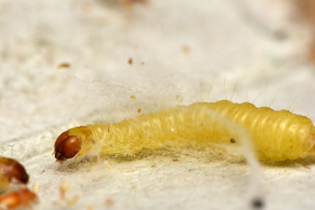 larva mole