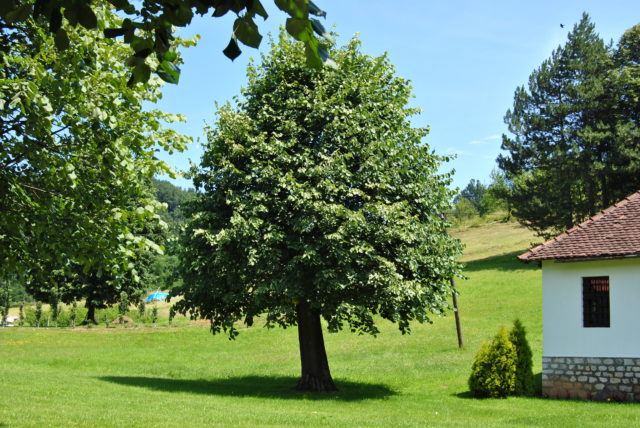 strom na záhrade