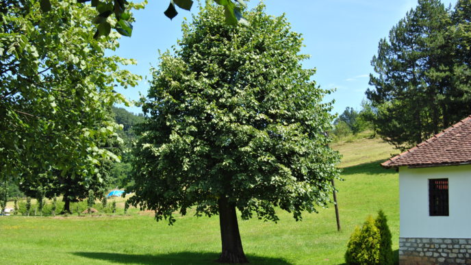 strom na záhrade