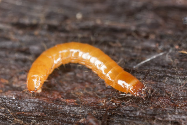 larva drôtovca