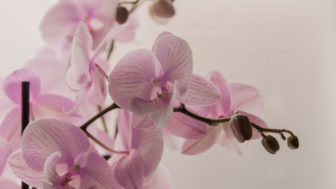 orchidea