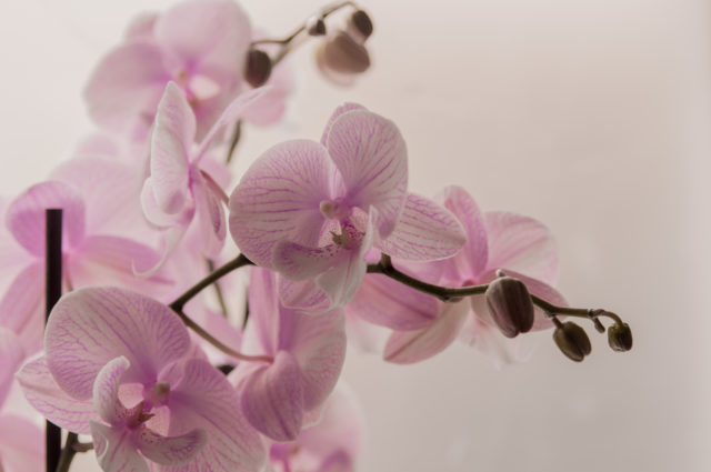 orchidea