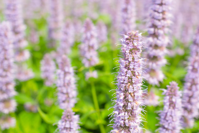 pestovanie agastache