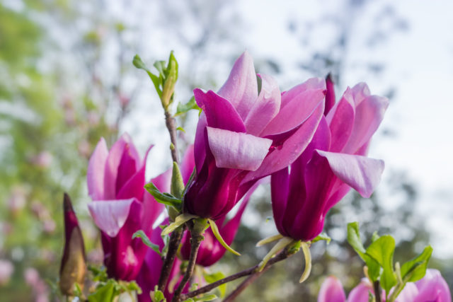 Magnolia liliiflora