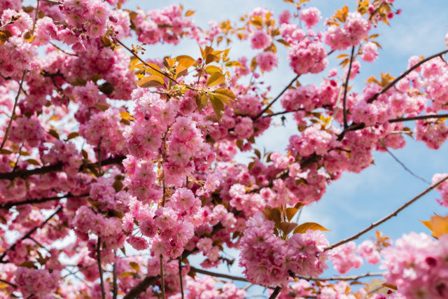 sakura