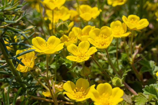 portulaka zeleninová