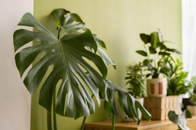 monstera