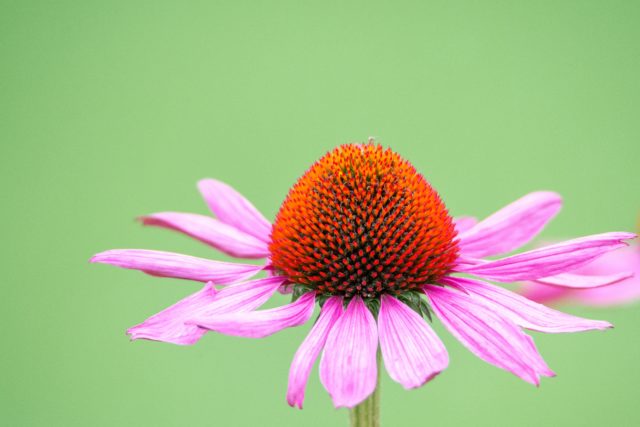 echinacea