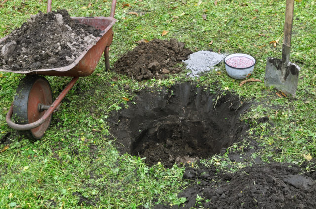 výsadba a hnojenie ovocného stromu