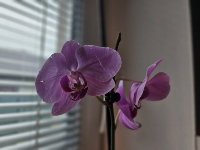 orchidea