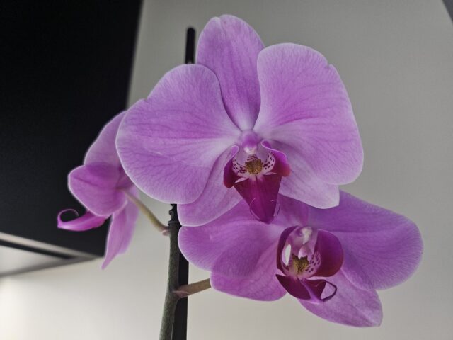 orchidea