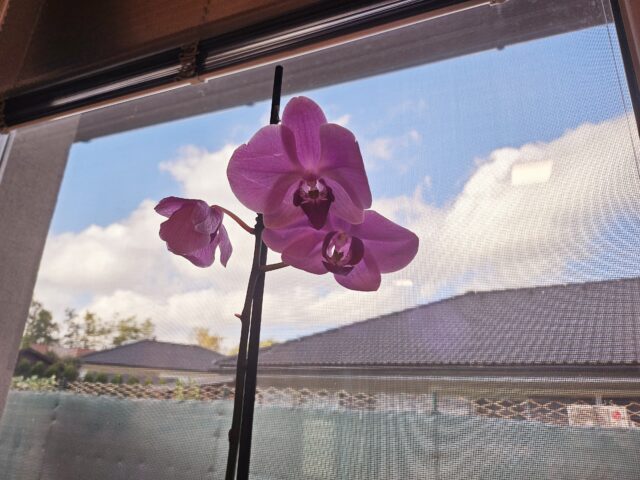 orchidea