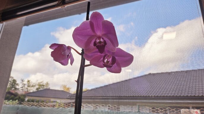 orchidea