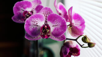 orchidea