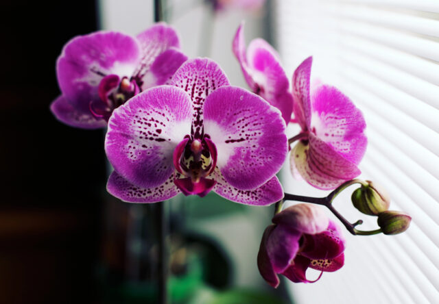 orchidea