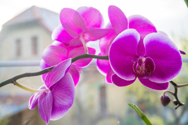 orchidea