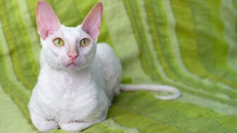 Cornish rex