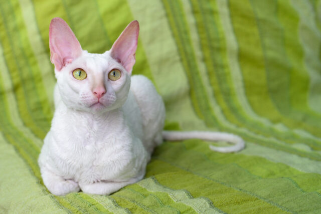 Cornish rex