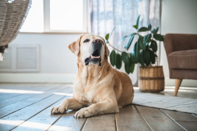 labrador