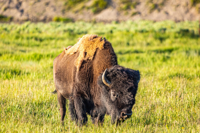 Yellowstone