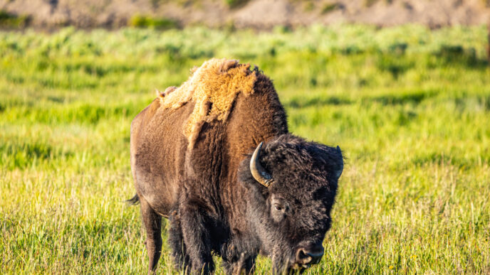 Yellowstone