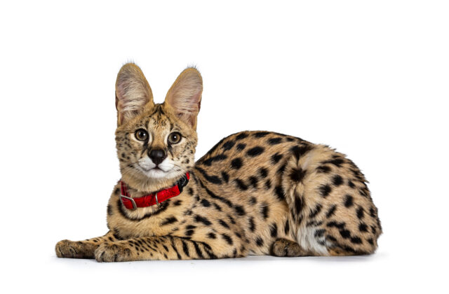 Serval