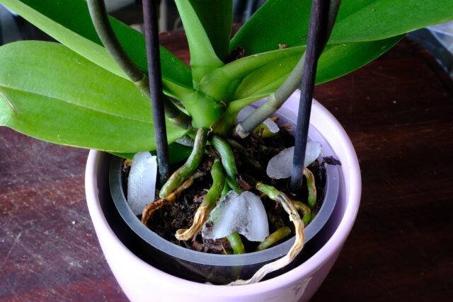 ľad orchidea
