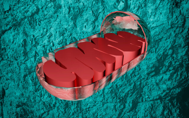mitochondria